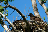 Alton Eagles Nest 05