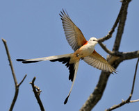 Scissor Tail Flycatcher
