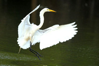 Egrets and Herons 10-