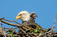 Eaglets and Chics.