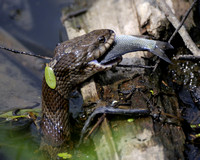 Northern Water Snake (Nerodia Sipedon).